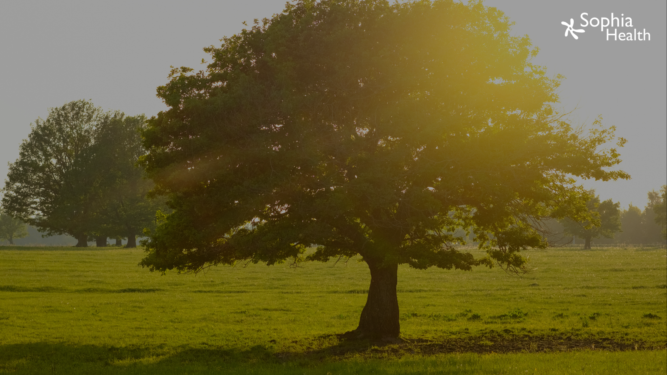 Patronat Polskiego Towarzystwa Medycyny Długowieczności dla Sophia Health